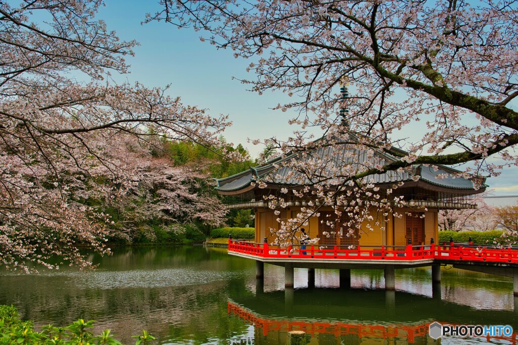 文殊院　春爛漫