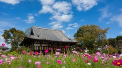 秋桜寺の秋