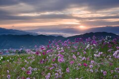 夜明～天空の秋桜　其の壱