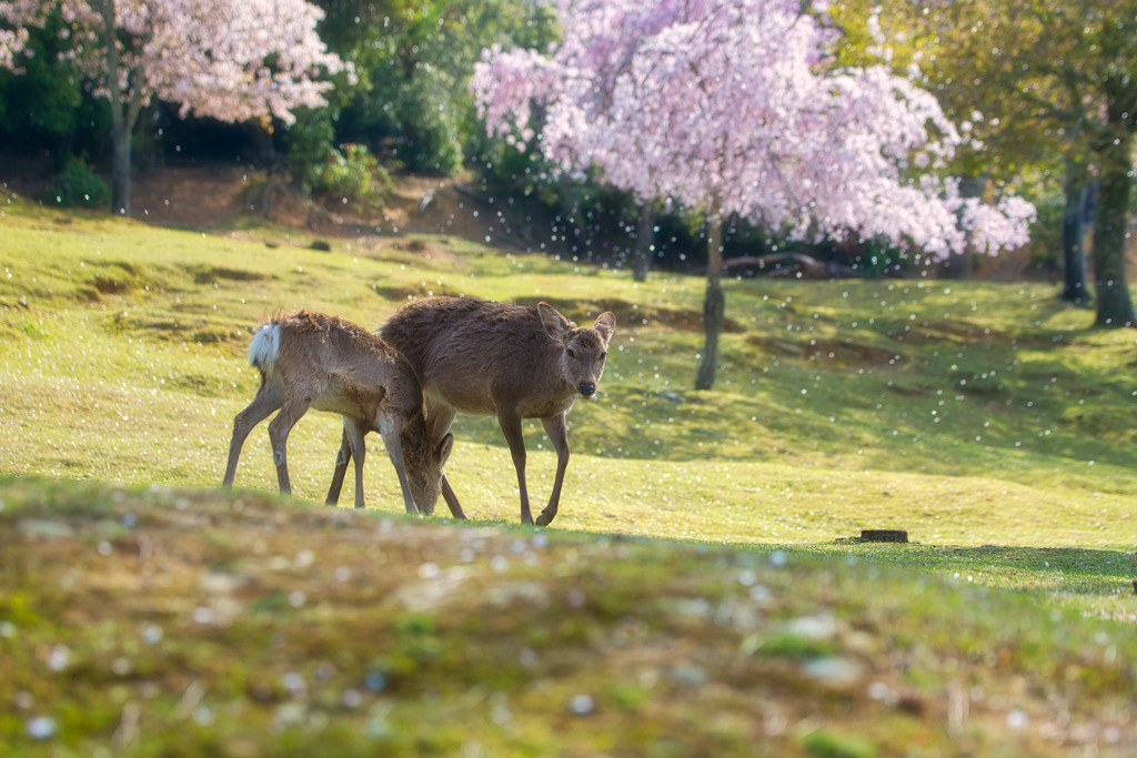 桜吹雪を背に・・・