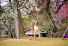 訪れた春　弐