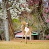 訪れた春　弐