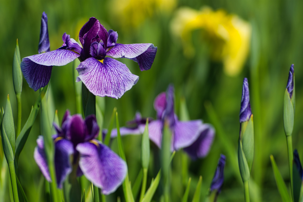 馬見の花菖蒲