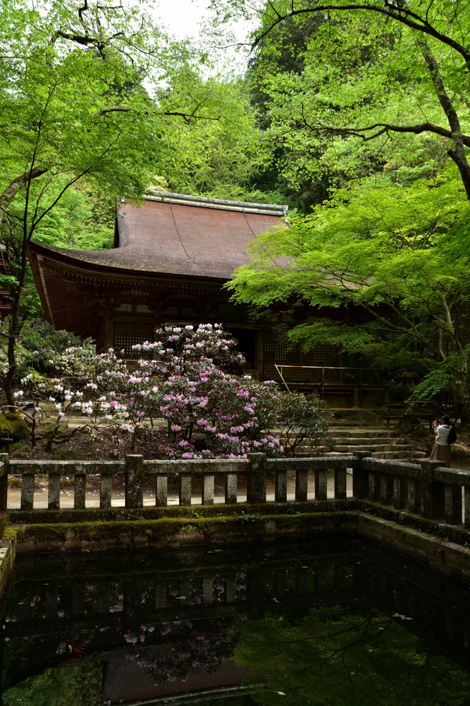 石楠花咲く灌頂堂②