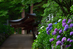 紫陽花のある寺　壱
