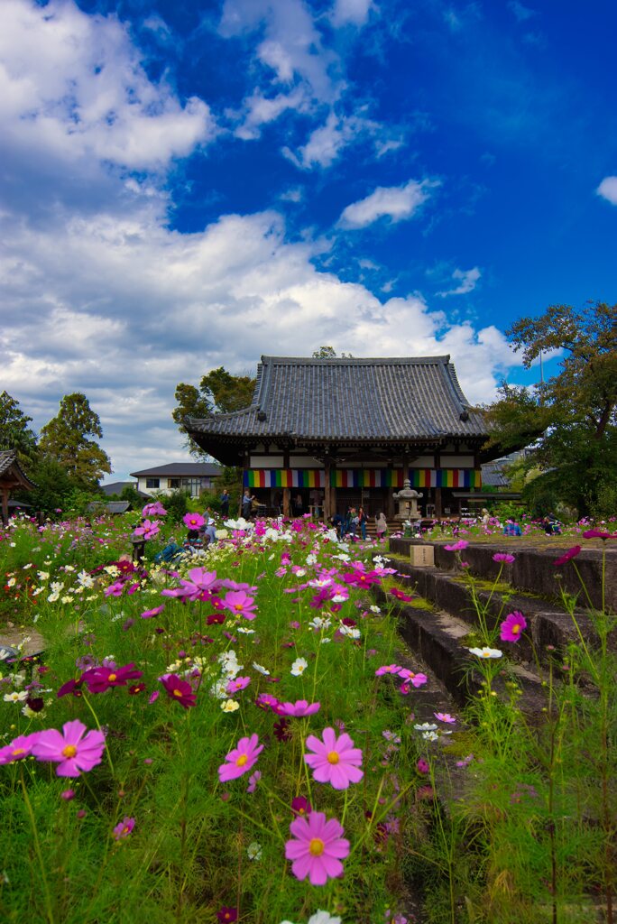 秋桜の御寺～般若寺