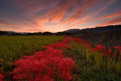 夜明と曼殊沙華