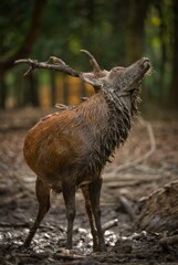 荒ぶる魂