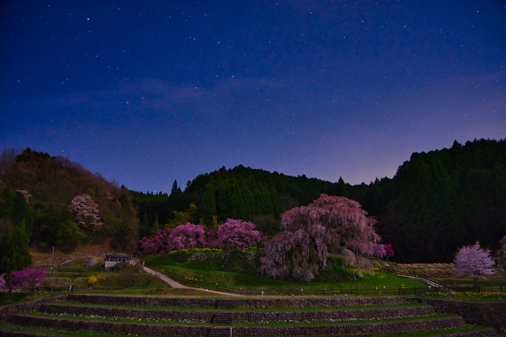 星空と又兵衛桜