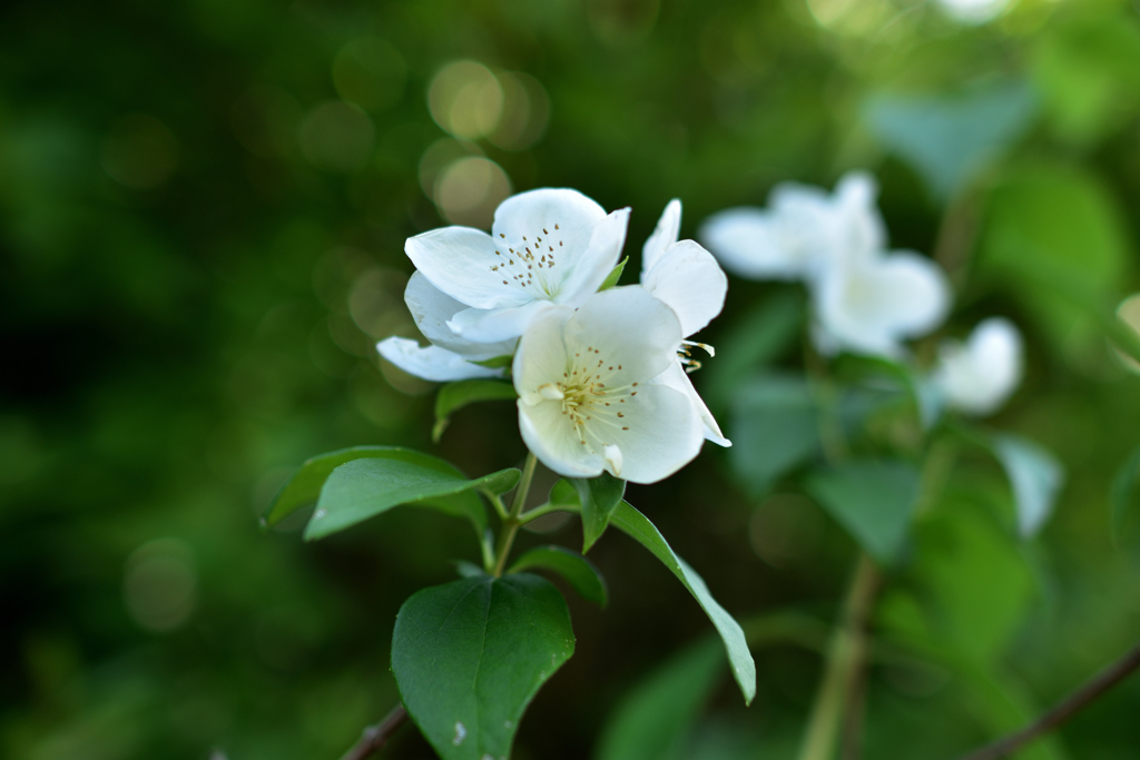 white　flower♪