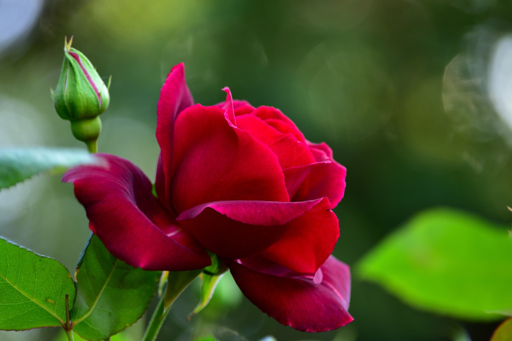 霊山寺の薔薇⑤