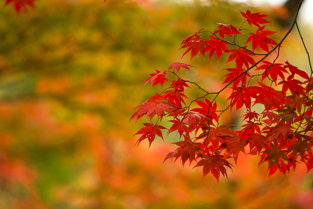 燃ゆる・・紅葉