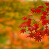 燃ゆる・・紅葉