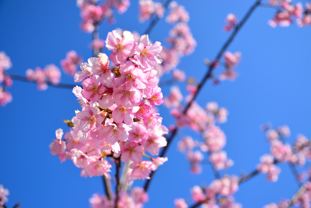 河津桜②