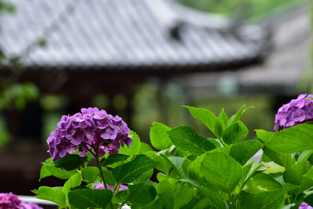 紫陽花のある寺　四