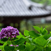 紫陽花のある寺　四