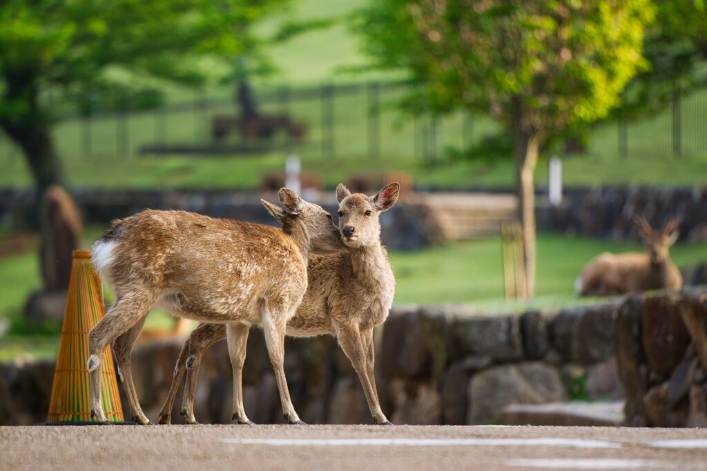 新緑の奈良公園