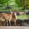 新緑の奈良公園