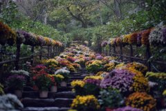 花の御寺～菊回廊