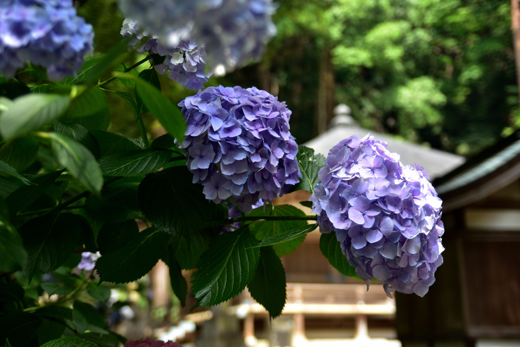 初瀬の紫陽花②