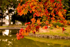 聖天池を飾る紅葉