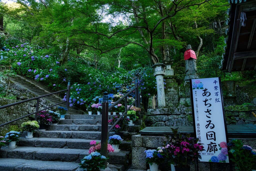 大和観音あぢさゐ回廊～長谷寺　（壱）