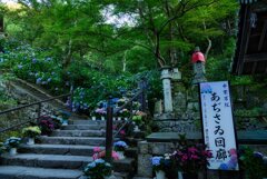 大和観音あぢさゐ回廊～長谷寺　（壱）