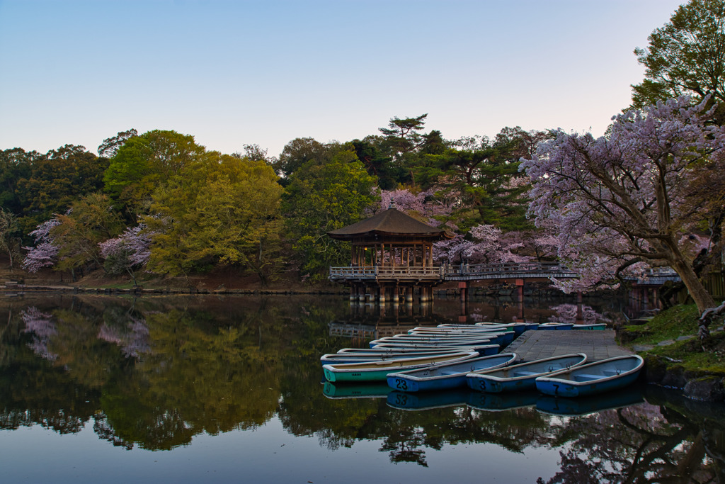 桜咲く～浮見堂の朝