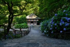 大和観音あぢさゐ回廊～長谷寺　（陸）