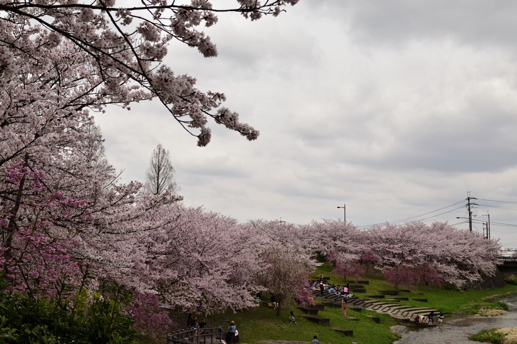 雨上がりの桜⑤