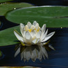 睡蓮　咲く！2nd