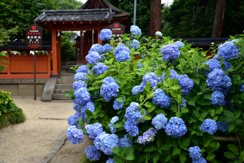 春日神社本殿と紫陽花