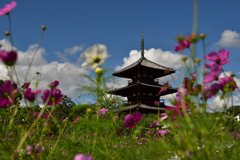 初秋の法起寺④