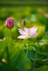 咲き始めた蓮～藤原宮跡②