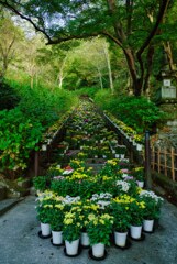 菊回廊の長谷寺