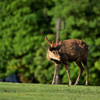 飛火野の朝