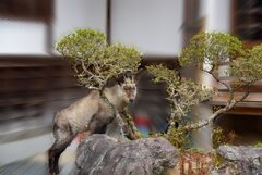 そして　彼は現れた！