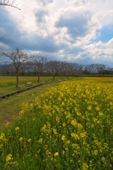 菜の花の道