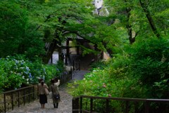 紫陽花を楽しむ～長谷寺