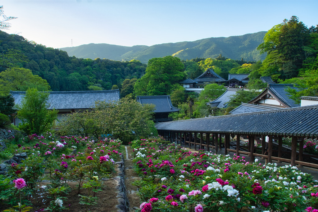 牡丹咲く～長谷寺