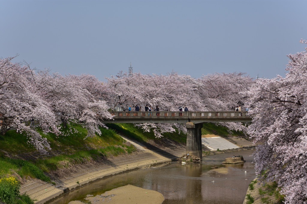 無名の桜並木①