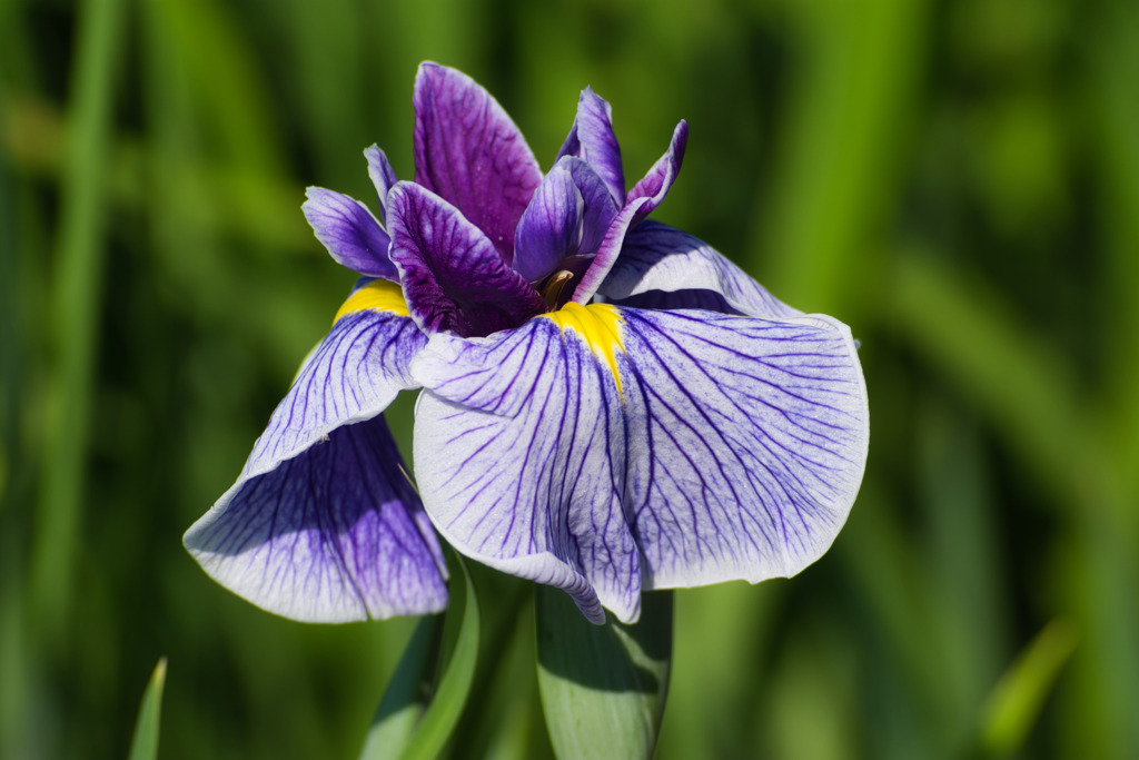 馬見の花菖蒲　弐