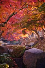 錦秋～吉城川の中で