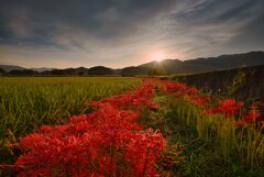 曼珠沙華を照らすご来光