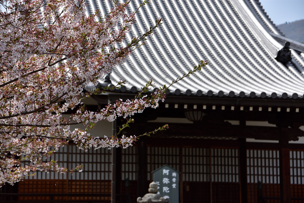 阿弥陀堂と桜