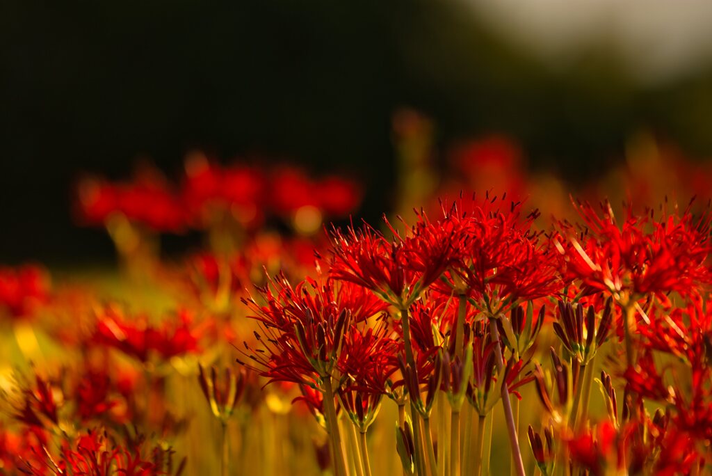 Red spider lily