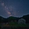 本郷の滝桜に昇る