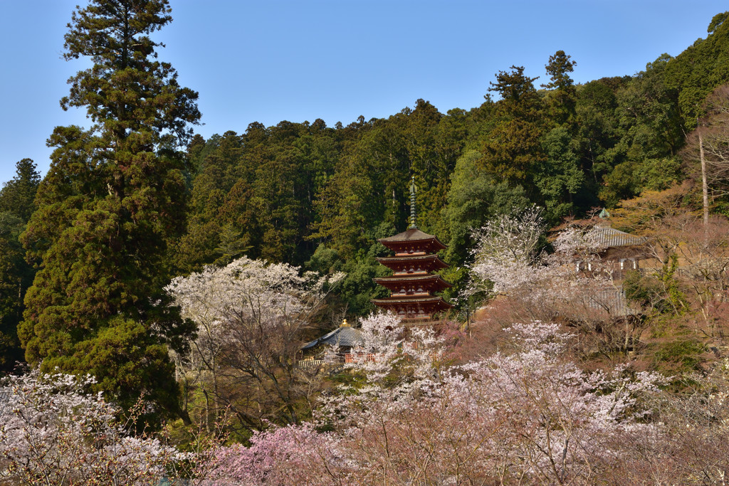 春の花の御寺Ⅱ