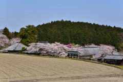 高天寺　橋本院の春