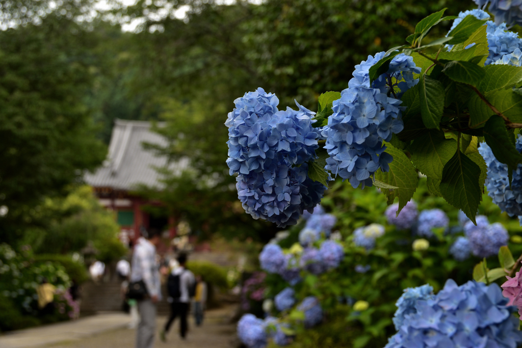 紫陽花の金剛山寺